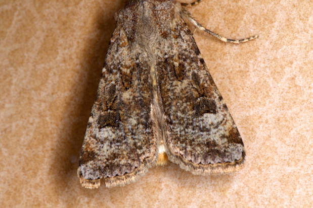 Aiuto id. Noctuidae